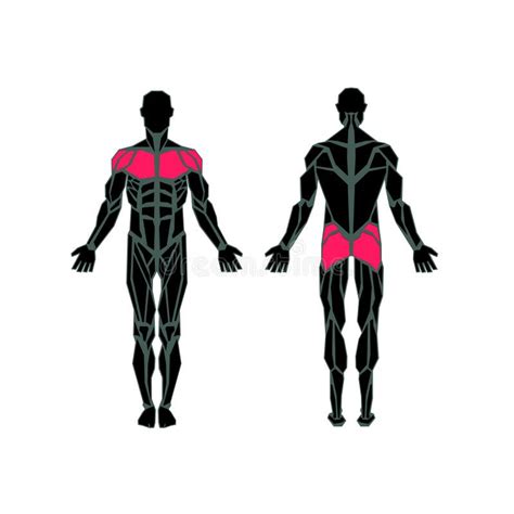 Vector Muscular System Back Anatomy Of Male Muscular Vrogue Co