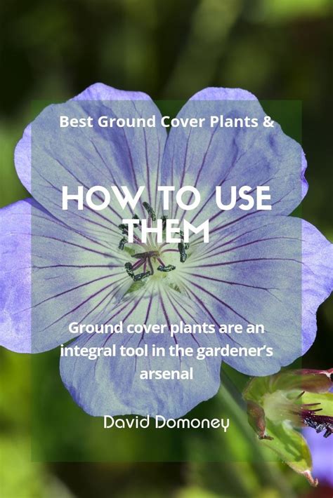 Best Ground Cover Plants In 2020 Ground Cover Plants Ground Cover
