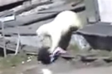 Shocking Moment Man Throws Yelping Dog At Polar Bear To Stop It From