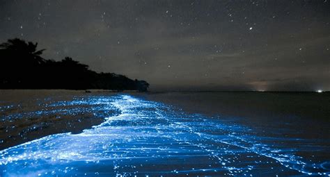 Bioluminescence Phenomenon In Ocean Water Trybiotech