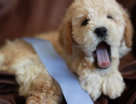Look at pictures of goldendoodle puppies who need a home. Home How to Adopt