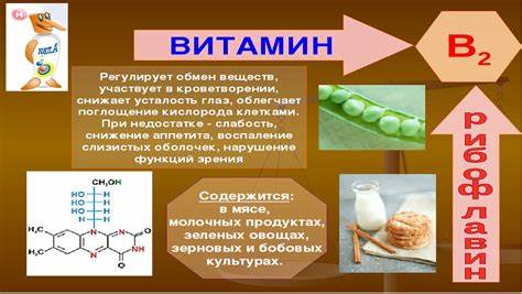 Физиология питания диета Физиология питания Физиология питания Физиология питания диета