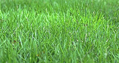 However, if your feet are resting in dirt rather than a thick carpet of grass, your trees may be the issue. Geo Zoysia - All Seasons Turf Grass