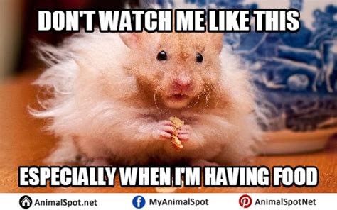 Hamster Memes Photos Funny Animal Memes Hamster Animal
