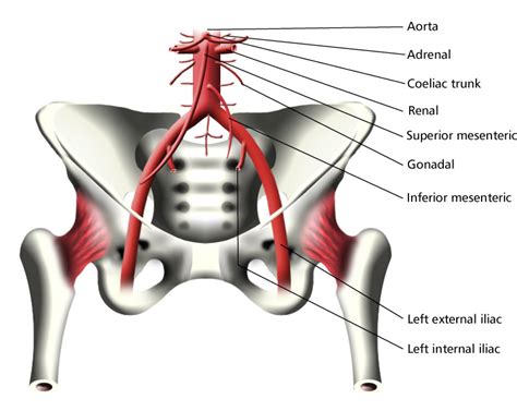 They also take waste and carbon dioxide away from the tissues. Abdominal Aorta and Arteries of the Pelvis (Labeled ...