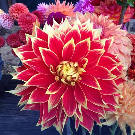 At The Three Dahlias Shows In The Bay Area San Francisco San Leandro