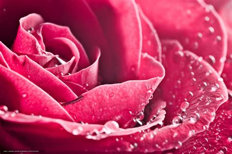 Scaricare Gli Sfondi Rosa Roses Fiore Fiori Sfondi Gratis Per La
