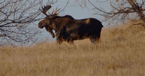 Moose Spotted In Great Falls