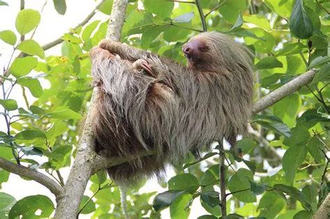 Where Do Sloths Live Sloth Habitat