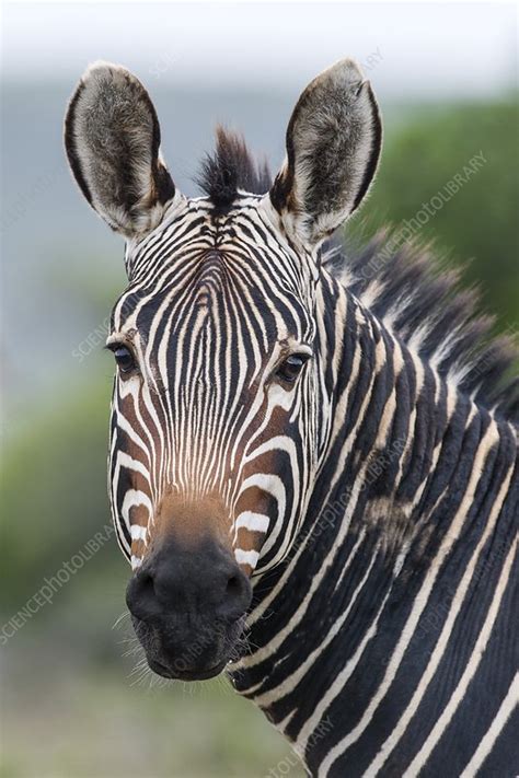 Cape Mountain Zebra Stallion Stock Image C0211696 Science Photo