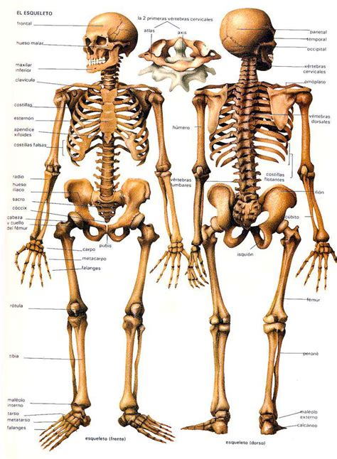 Generalidades De Los Huesos Esqueleto Humano Reverasite