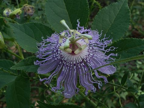 Purple Passion Flower Passiflora Incarnata This Arkansas Native