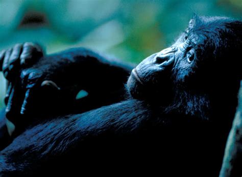 Nova The Last Great Ape The Bonobo In All Of Us Image 4 Pbs