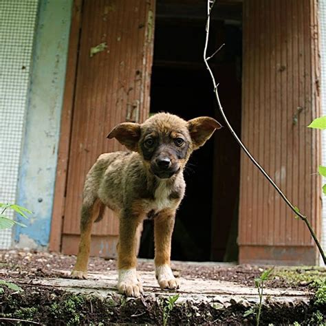 How Many Dogs Are Abandoned Each Year In The Us