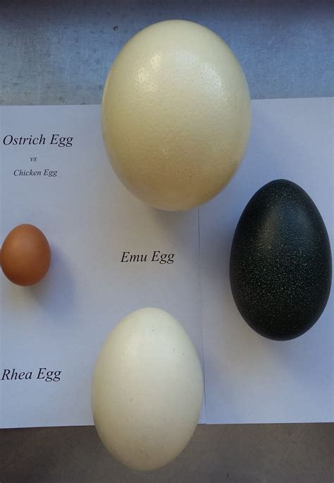 Safari Ostrich Farm Nutritional Facts Of Ostrich Eggs Vs Chicken Eggs