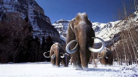 Checking Mammoth Dna Against Elephants Hints At How They Got Hairy