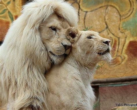 Love💕🦁💕 Love Lion Love Cute Animals Cute Lion
