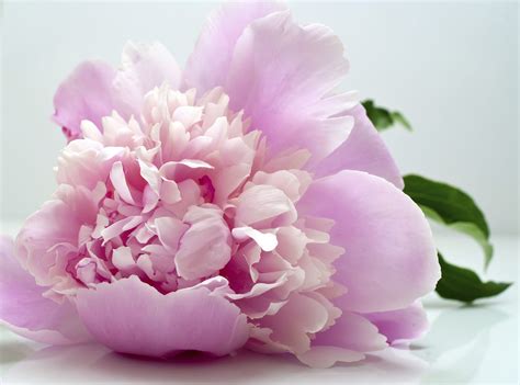 20 stems per bunch actual varieties may differ from image colors may vary peonies are one of my very favorite flowers but you can tell me that i sound exactly like everyone else! Pink Peonies. | Flowers, Flower painting, Flower meanings