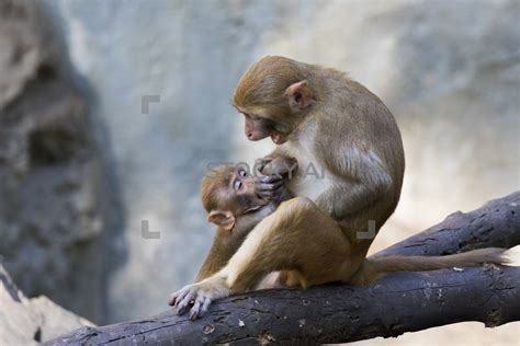 Image Of Ther Monkey And Baby Monkey Sitting On A Tree