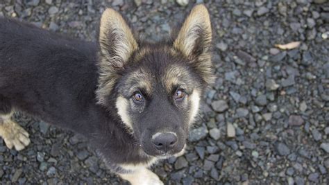 Dog hair life cycle and gsd differences. German Shepherd Shedding - The Full Guide to Control Dog ...