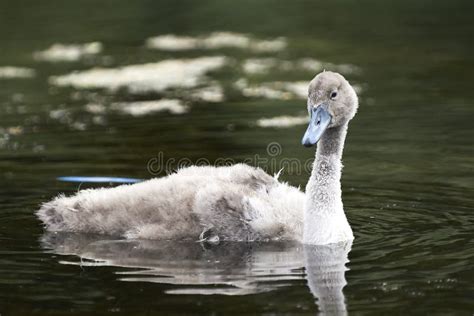 Mute Swan Cygnus Olor Stock Image Image Of Young Wildlife 38015359