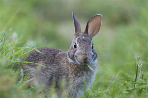 14 Fascinating Facts About Rabbits Mental Floss