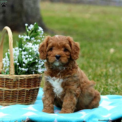 He will be between 10 and 16 pounds. Cavapoo Puppies For Sale | Cavapoo Dog Breed Info ...