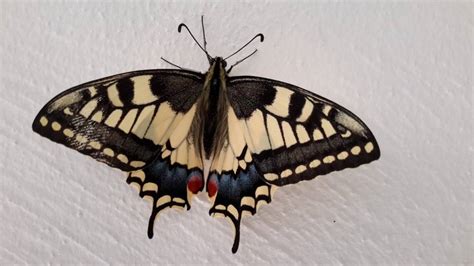 Schmetterlinge sind bis auf die antarktis auf allen kontinenten verbreitetet. Voreiliger Schwalbenschwanz probiert es mit ...