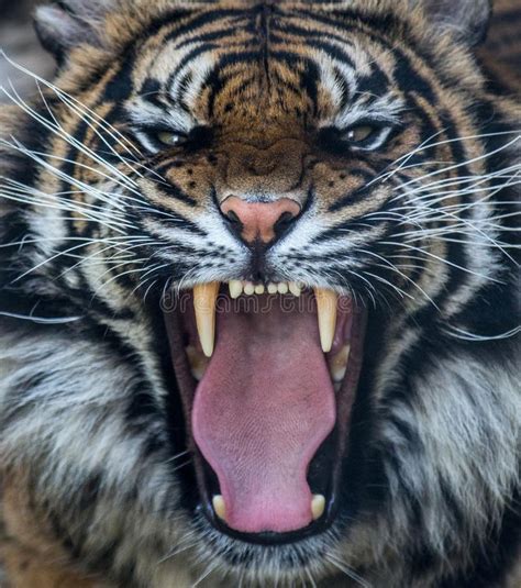 An Angry Tiger With Its Mouth Open