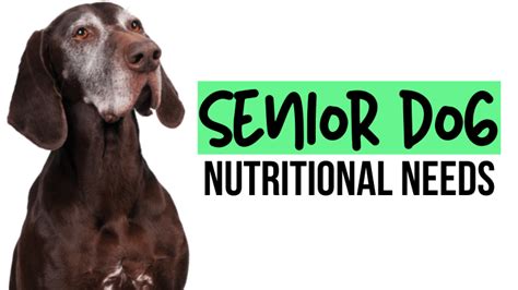 Senior Dog Nutritional Needs Optimizing Your Geriatric Dogs Diet