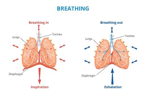 Does Breathing Train The Lungs Try Abdominal Breathing