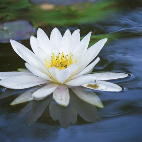 Cats can also have pollen allergies. Allergies Related to the Scent of Lily Flowers | Healthy ...