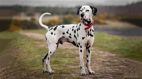 Why Firehouse Dogs Are Usually Dalmatians Readers Digest