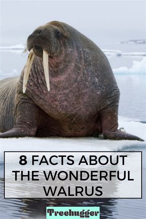 8 Facts About The Wonderful Walrus Walrus Marine Mammals Arctic Habitat