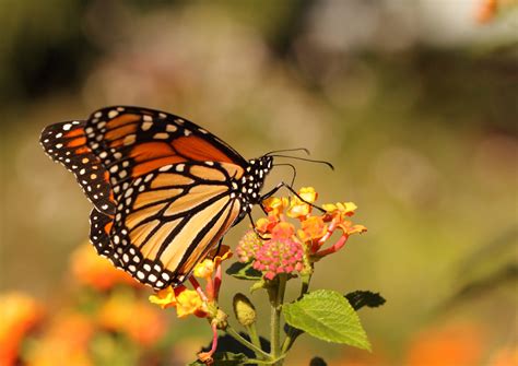Researchers Pinpoint Monarch Butterfly Birthplaces To Help