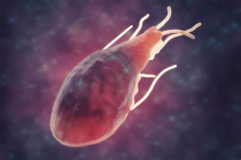 Giardia Lamblia Parasite Artwork Bild Kaufen Science