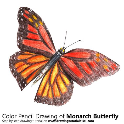 How To Draw A Monarch Butterfly Butterflies Step By Step