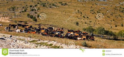 Many Cow On The Caucasus Mountain Grassland Stock Image Image Of