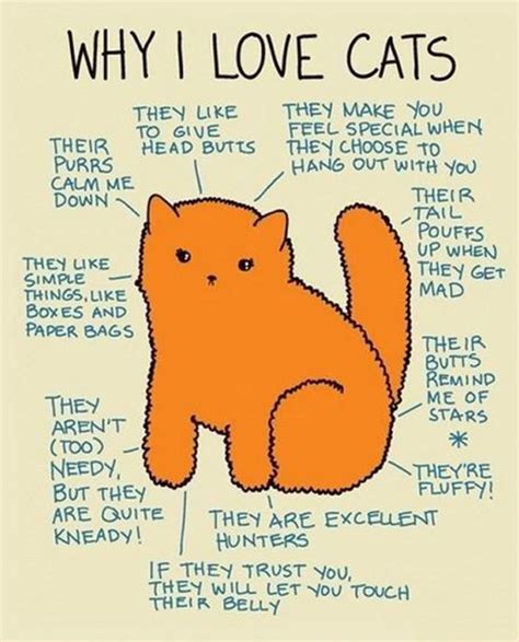 Reasons Why Everyone Could Love Cats Crazy Cats Crazy Cat Lady Cute