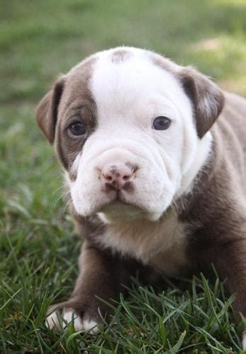 Whipstaff ranch and rescue 6185 meadowview rd nw solway mn 56678 phone: Alapaha Blue Blood Bulldog Puppy for Sale - Adoption ...