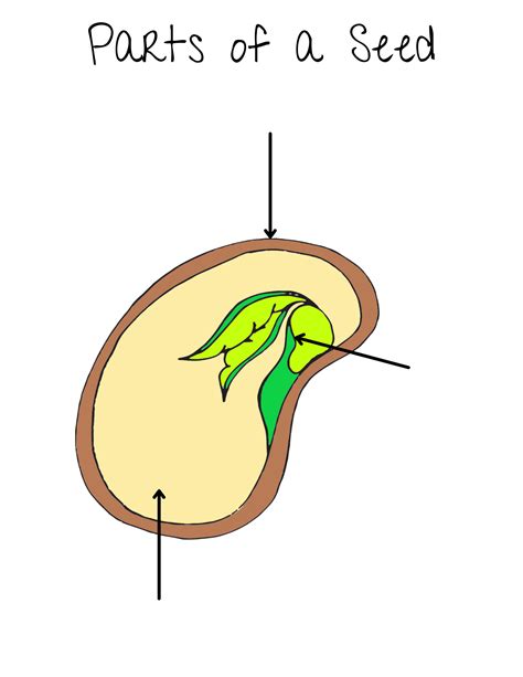 Parts Of A Seed Imago
