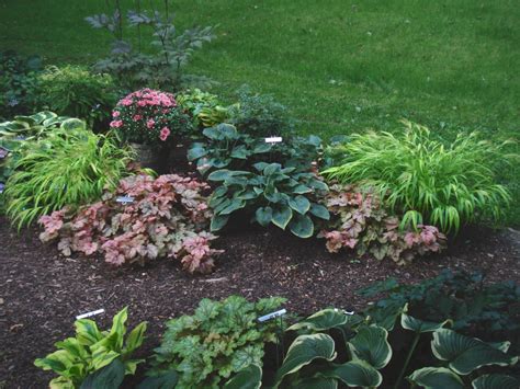 Containers By Lynn In Wisconsin Finegardening Plants Shade Garden