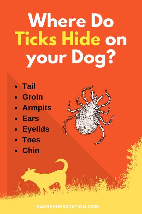 How To Remove A Tick From Dogs Eyelid Howtomreov
