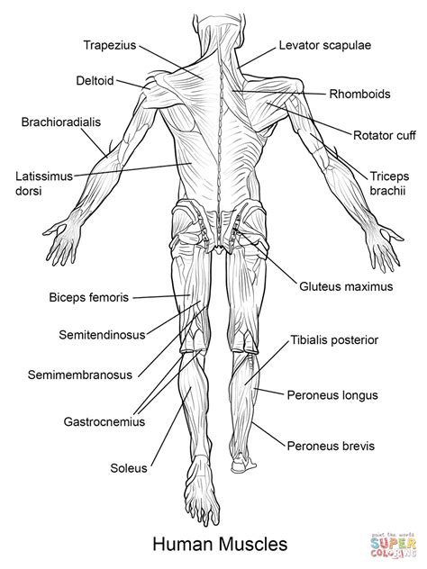 Musclular System Labeled Back Anatomy Labeling Muscles Anatomy
