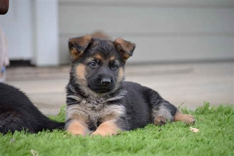 German Shepherd Puppies For 100 Dollars Petsidi