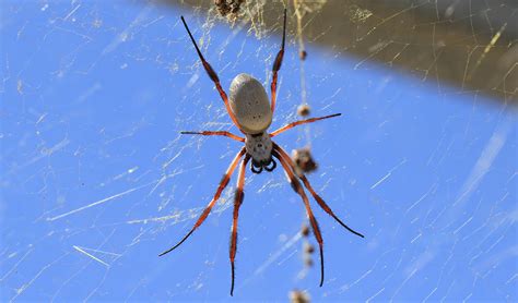 The big ones of which you speak are of no danger, though they do look rather frightening to one who has arachnophobia. The tasty spider - Australian Geographic