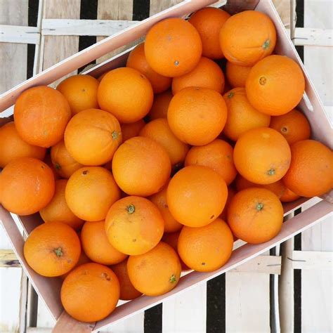 Oranges Bio à Jus And Agrumes Bio Du Producteur Agriculteur Bio