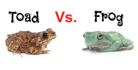 Frogs Vs Toads