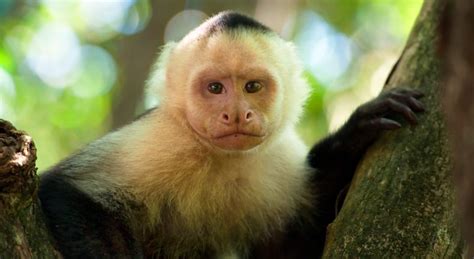 Mono Capuchino Características Qué Come Dónde Vive