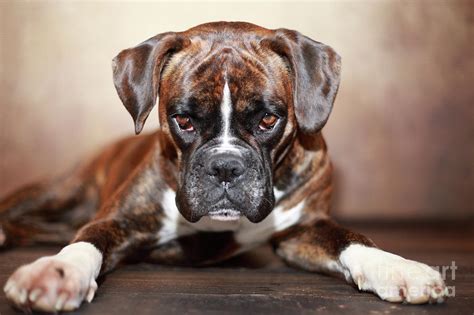 77 German Boxer Dog Breeders Photo Bleumoonproductions